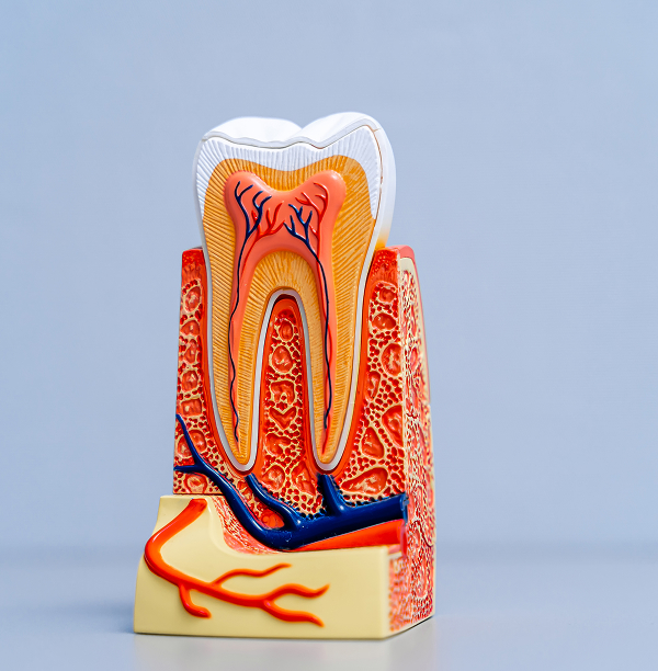 Why Fairhope Patients Choose to Keep Their Teeth